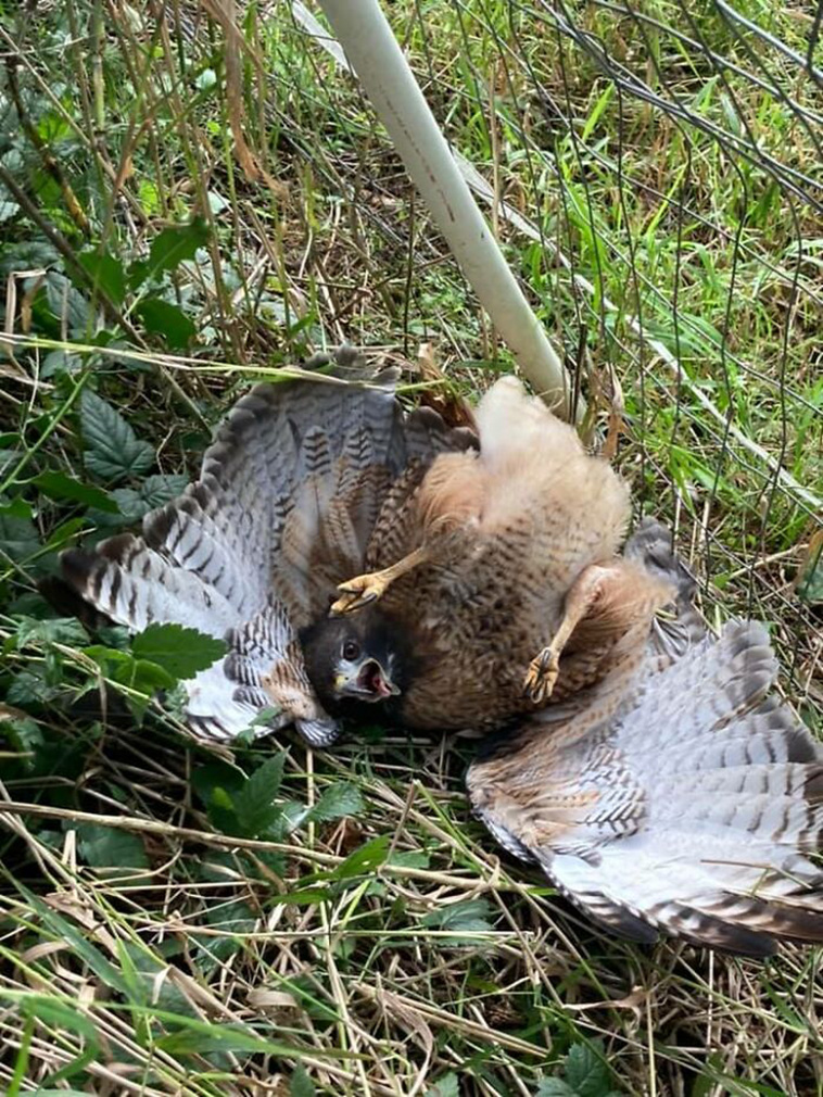 crappy wildlife photos