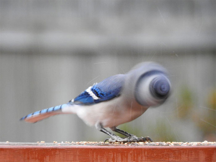 crappy wildlife photos