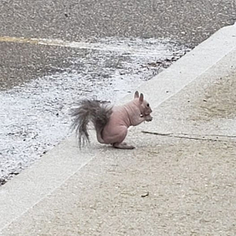 crappy wildlife photos