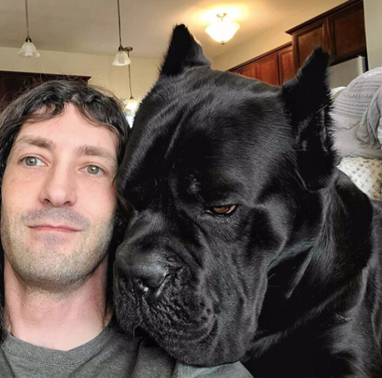 giant dogs