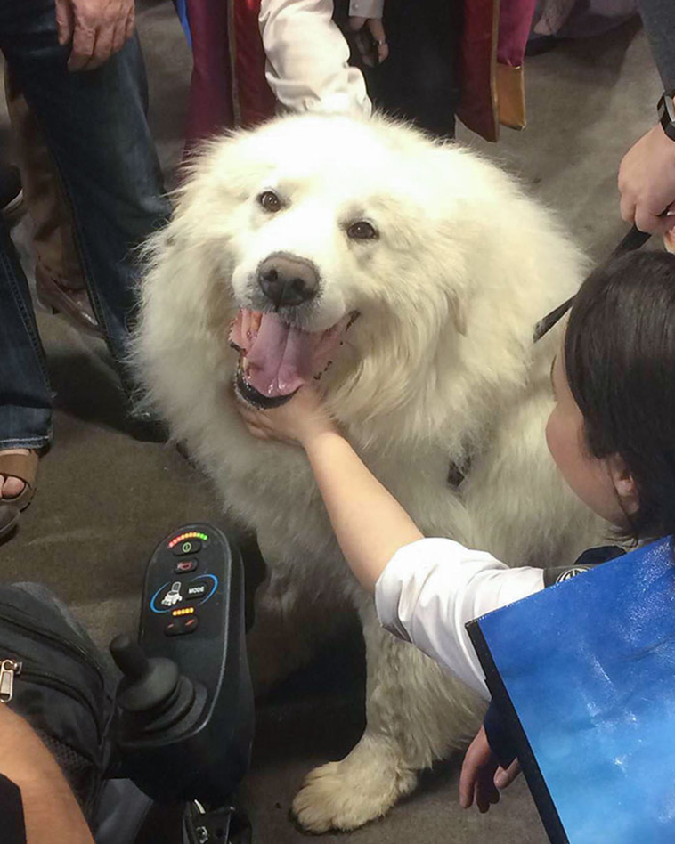 giant dogs