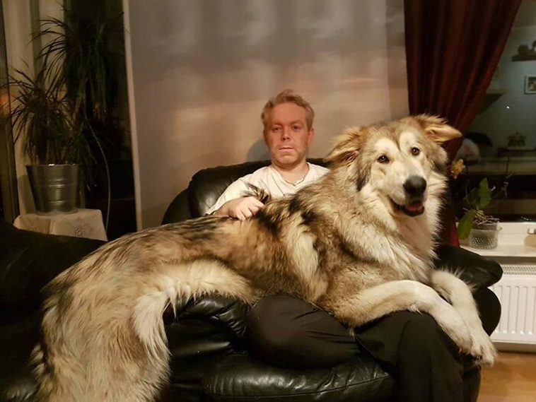 giant dogs