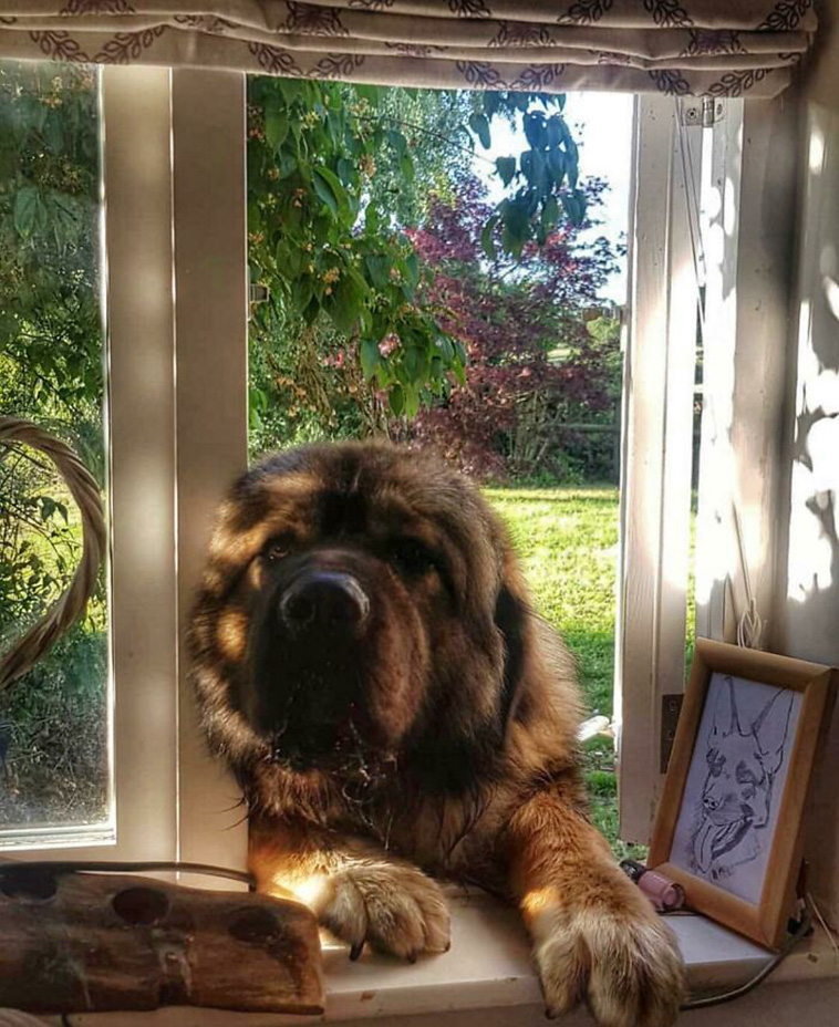 giant dogs