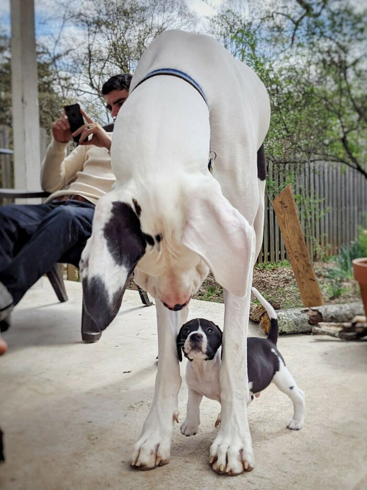 giant dogs