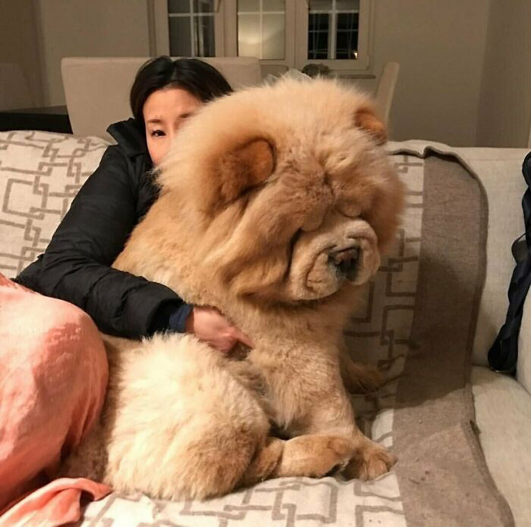 big dogs
