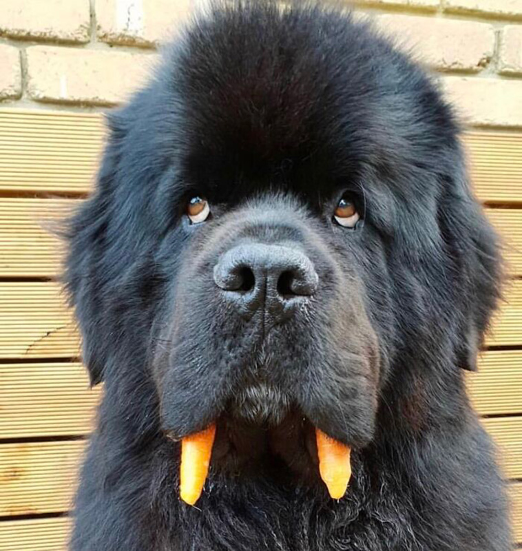 big dogs