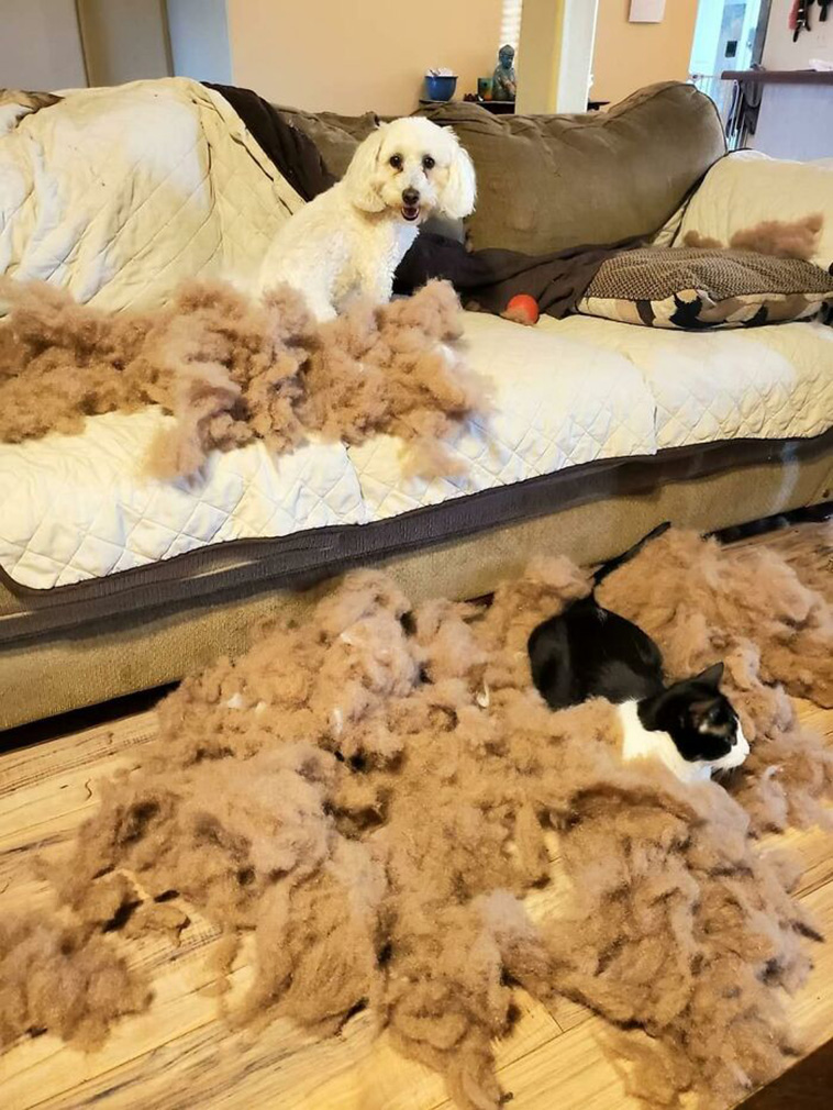 guilty dog