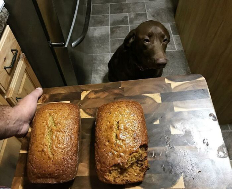 guilty dog