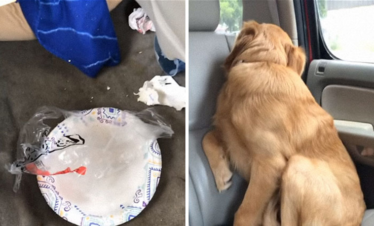 guilty dogs