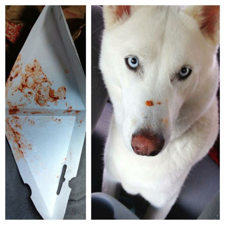 guilty dogs