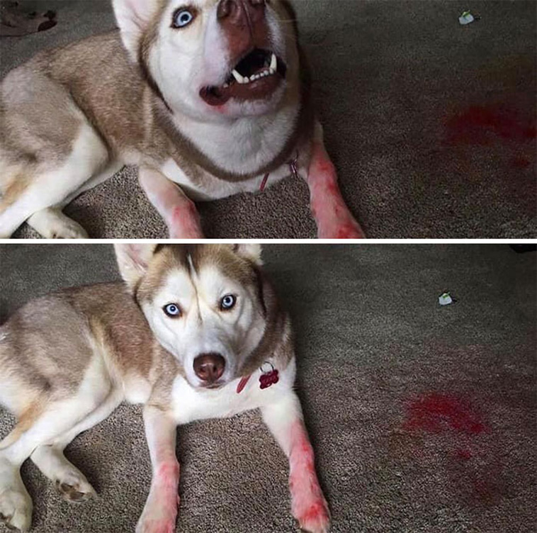 guilty dogs