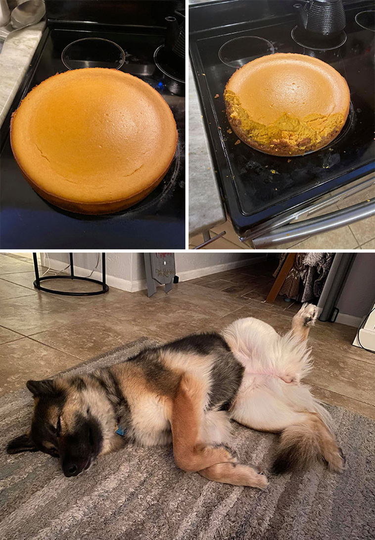 guilty dogs