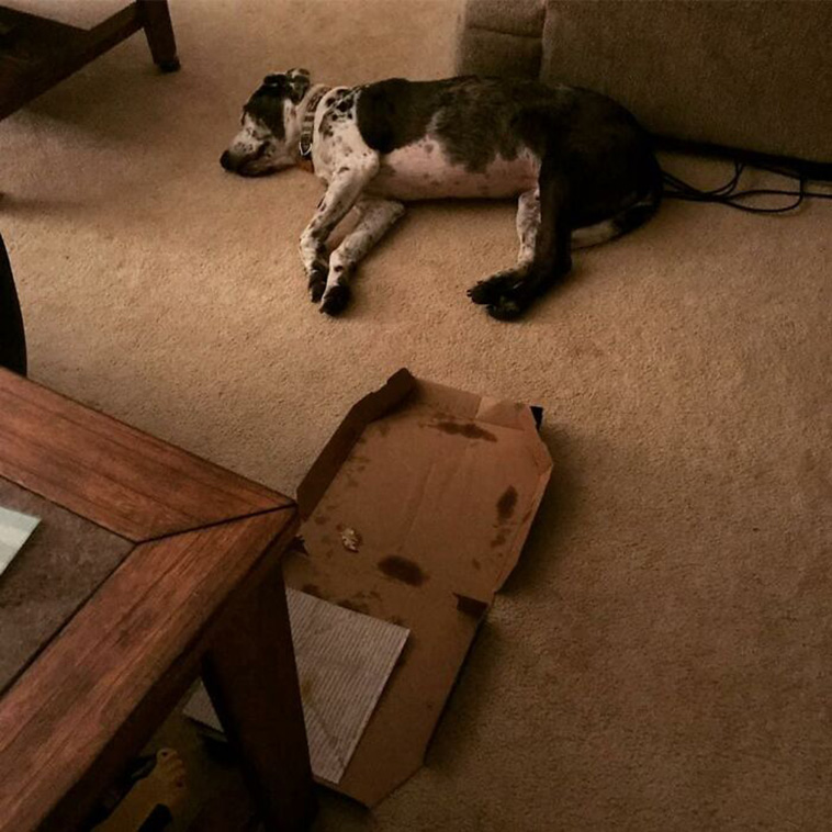 guilty dogs