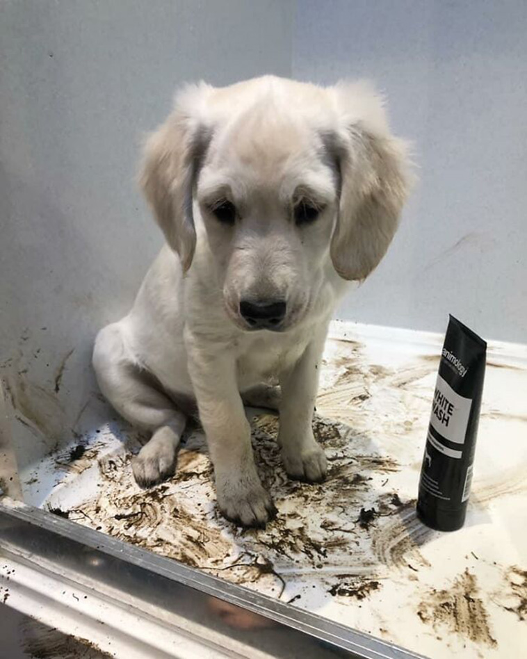 guilty dogs