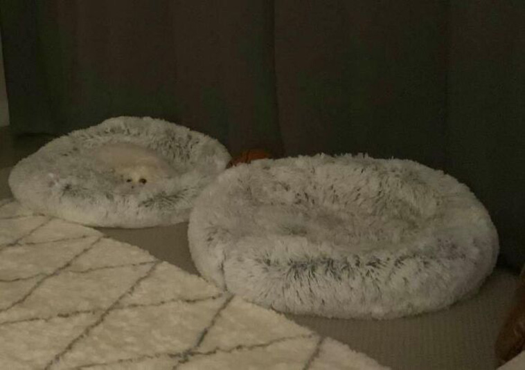 hidden dog challenge