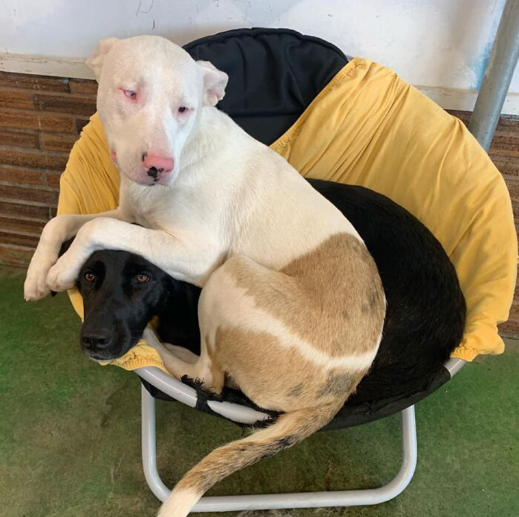 hidden dog challenge