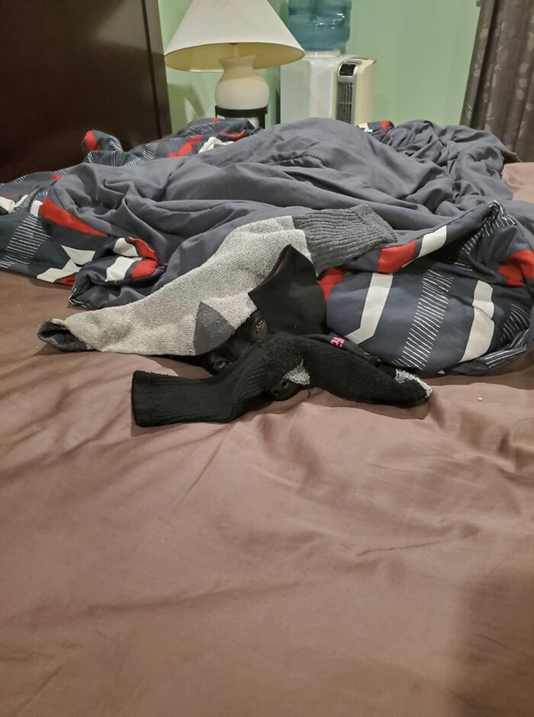 hidden dog challenge