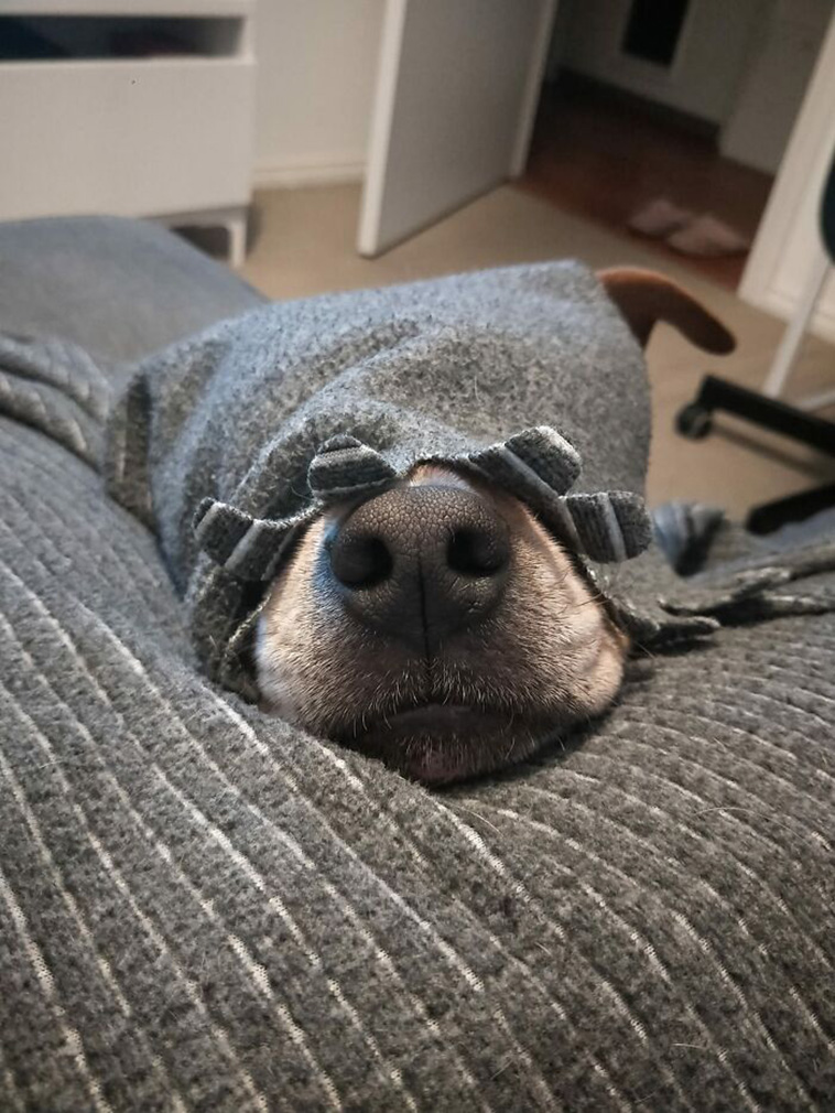 hidden dog challenge