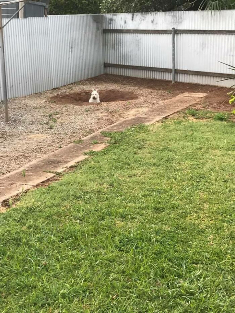 hidden dog challenge