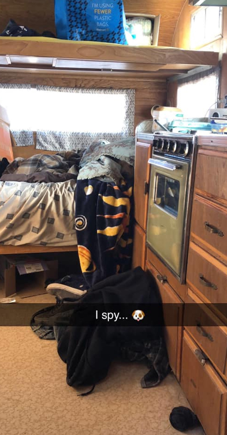 hidden dog challenge