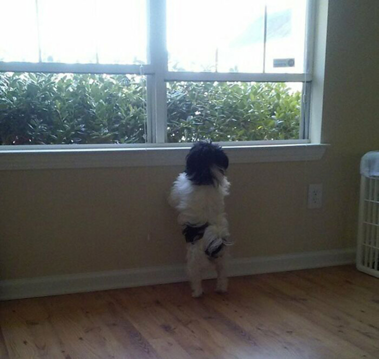 nosey neighbors pets