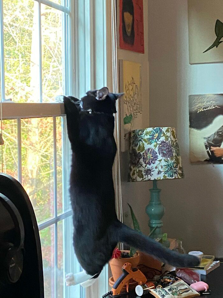 nosey neighbors pets