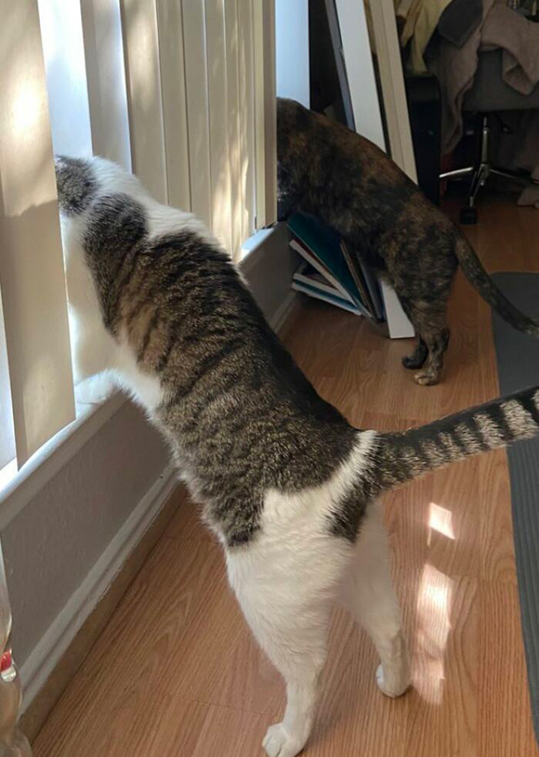 nosey neighbors pets