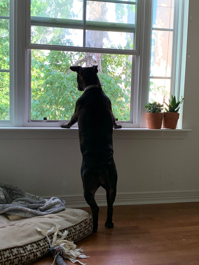 nosey neighbors pets