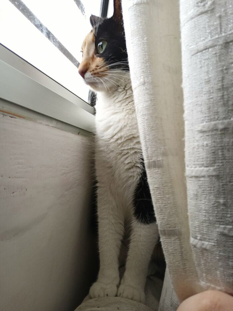 nosey neighbors pets