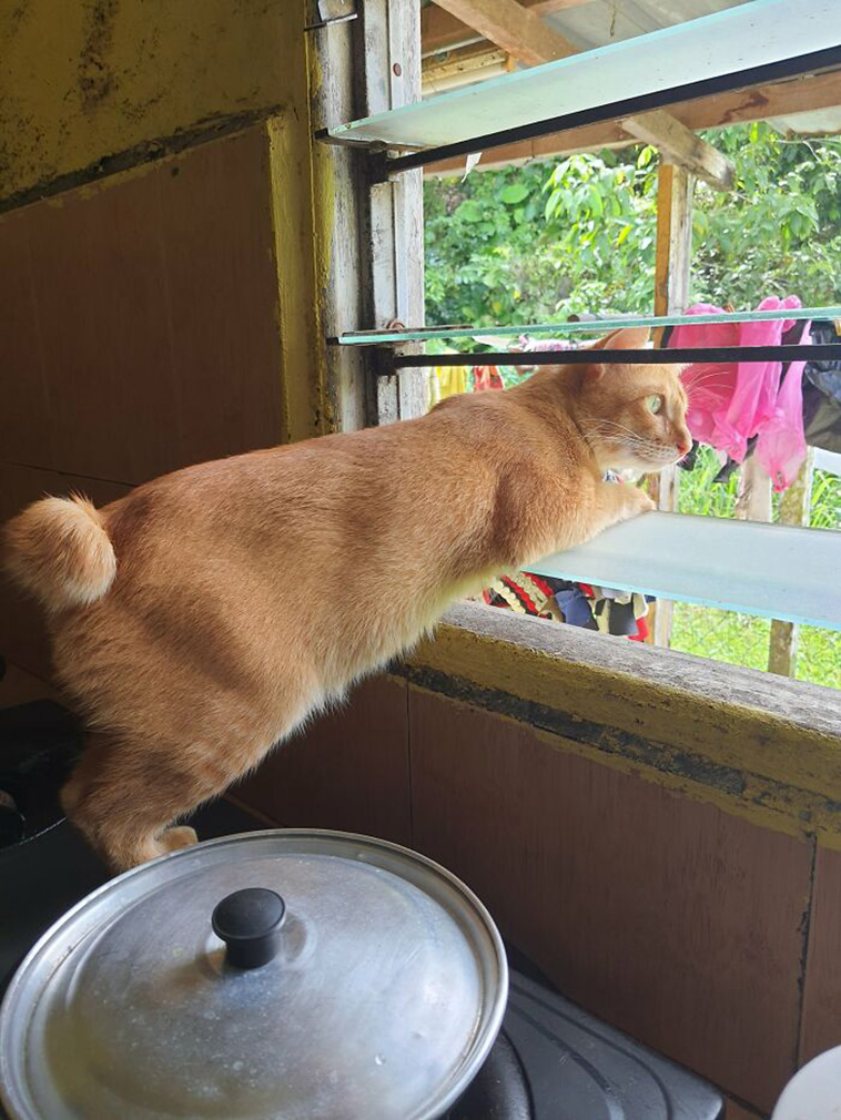 nosey neighbors pets