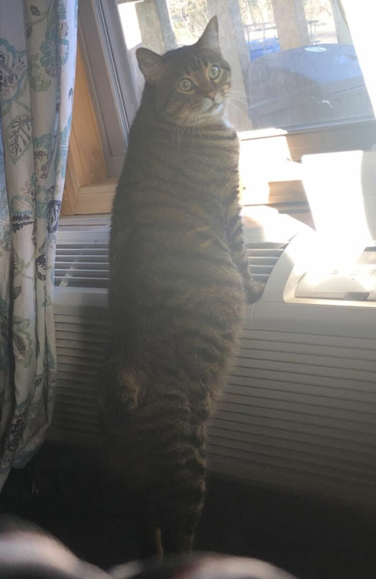 nosey neighbors pets