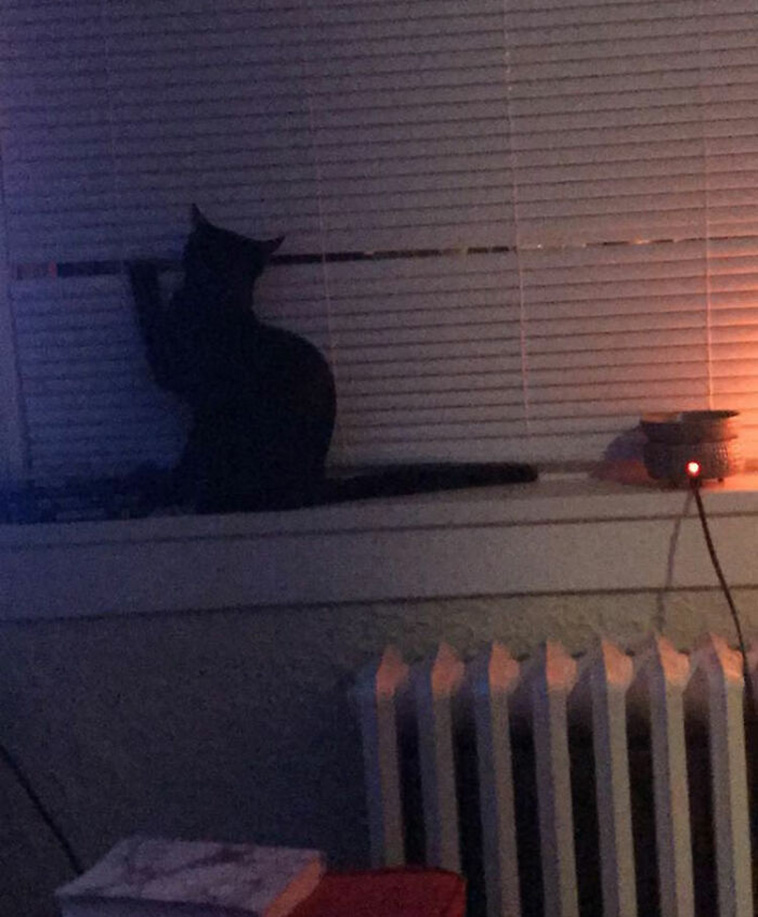 nosey neighbors pets