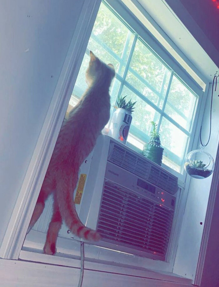 nosey neighbors pets