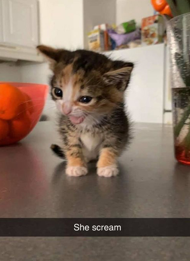 who is this cat