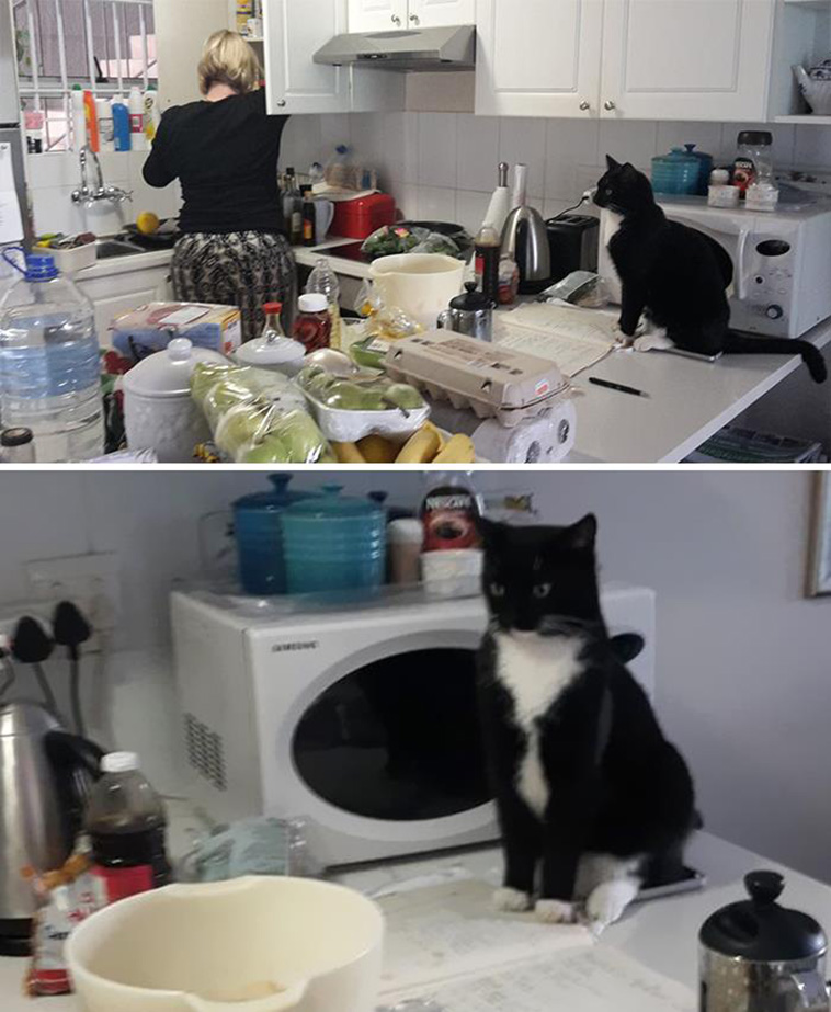 who is this cat