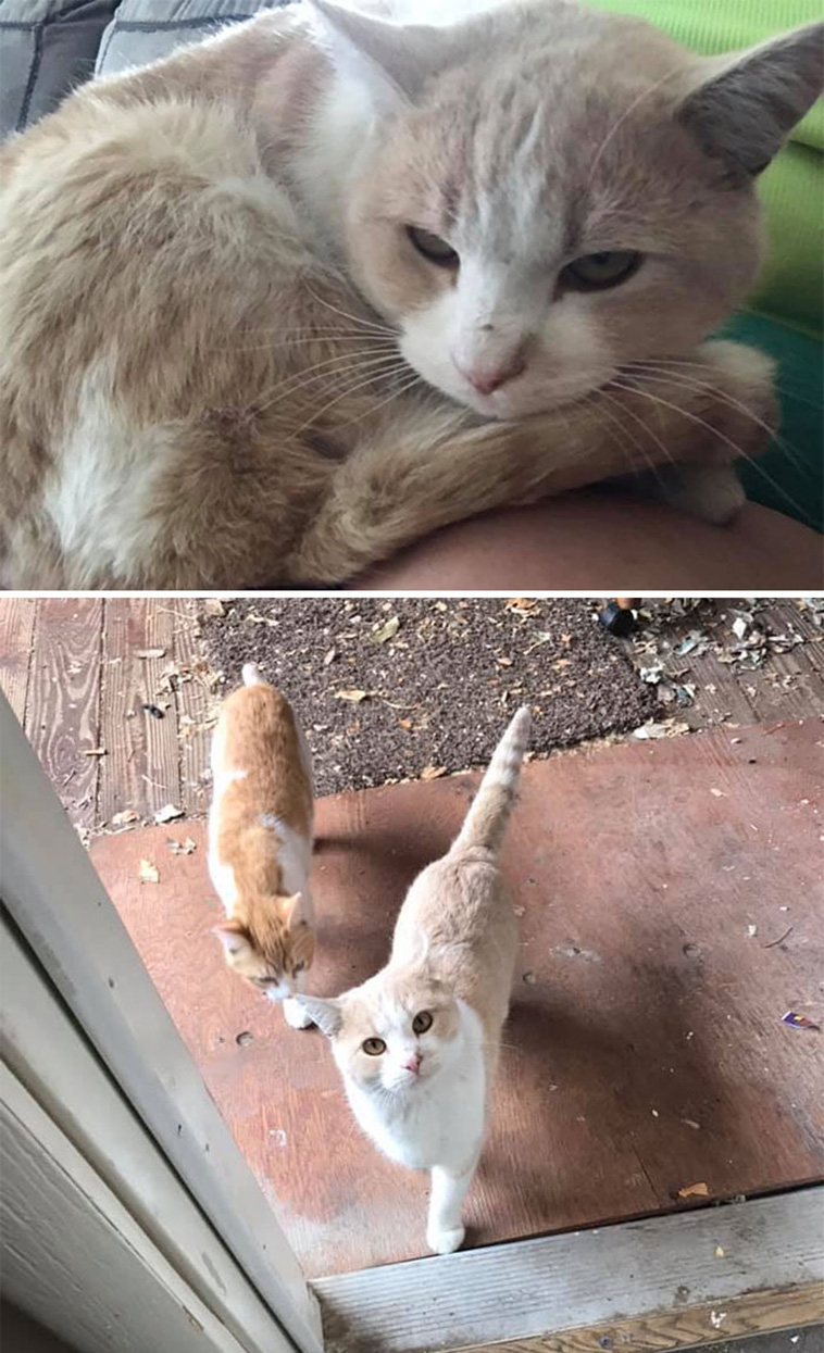 who is this cat