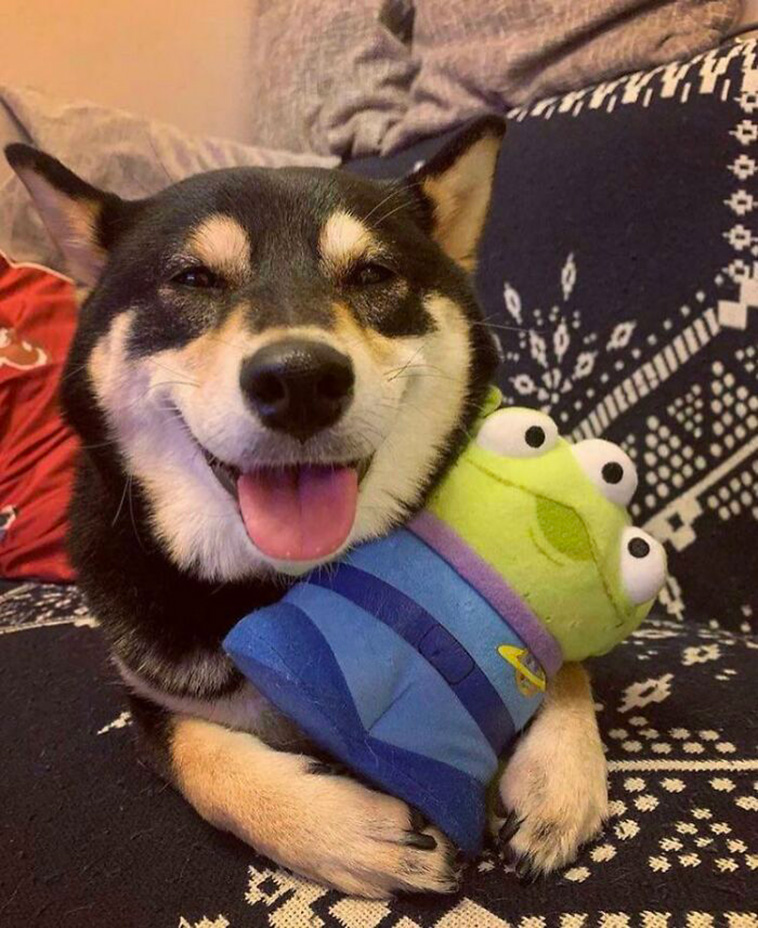 pet favourite toys