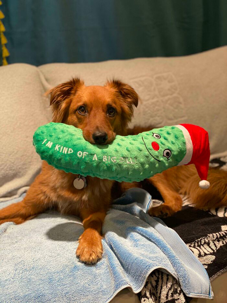 pet favourite toys