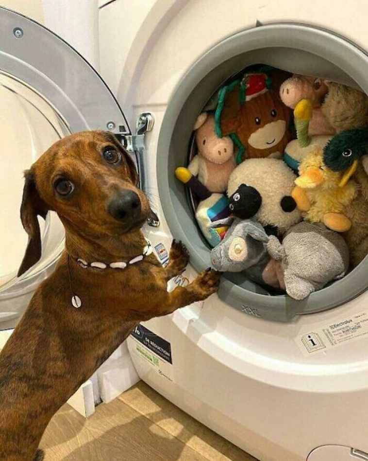 pet favourite toys