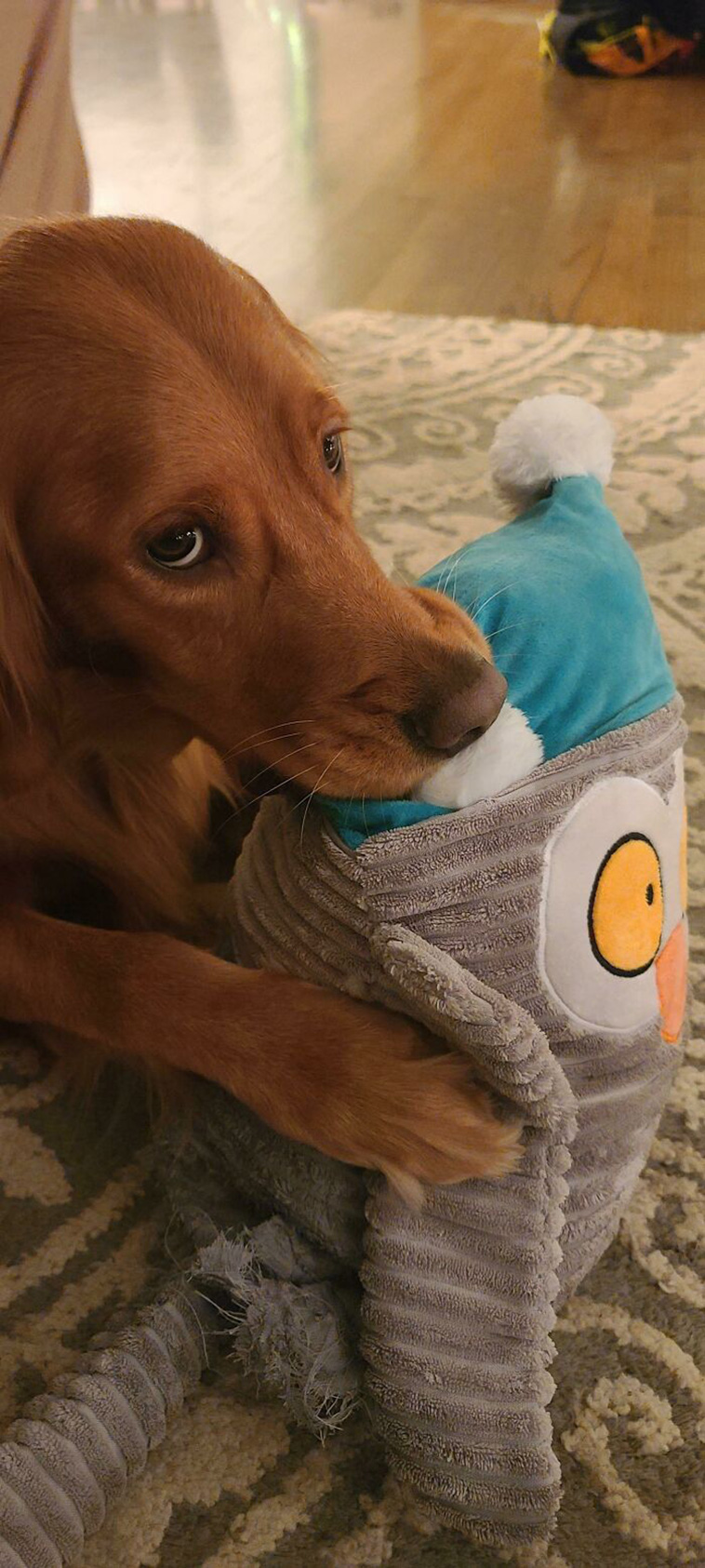 pet favourite toys