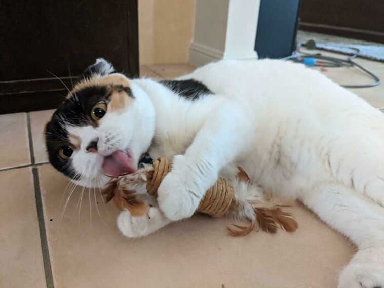 pet favourite toys