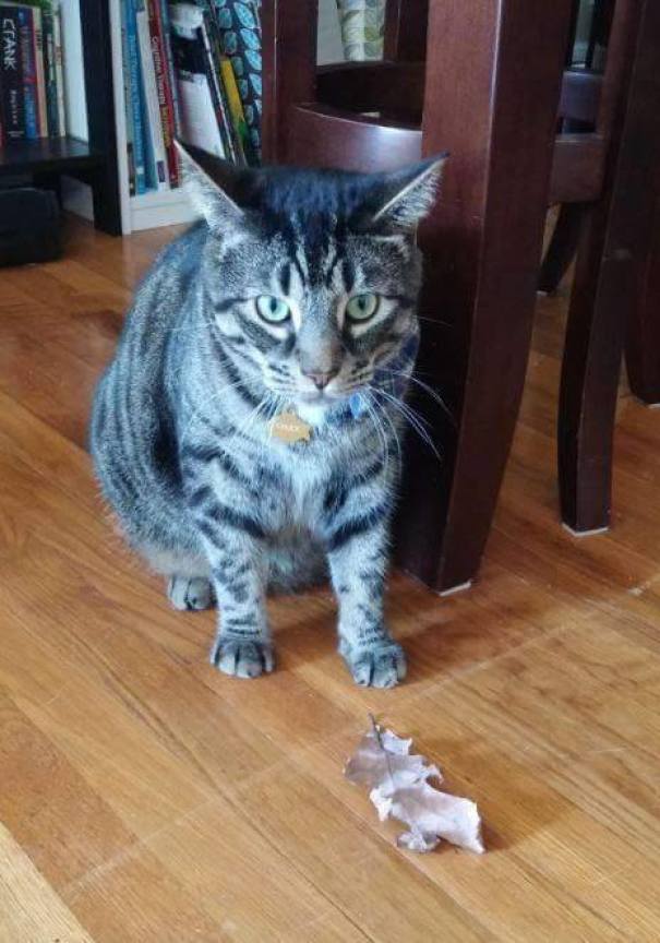 pets bring things