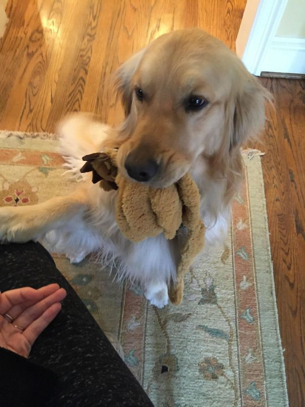 pets bring things