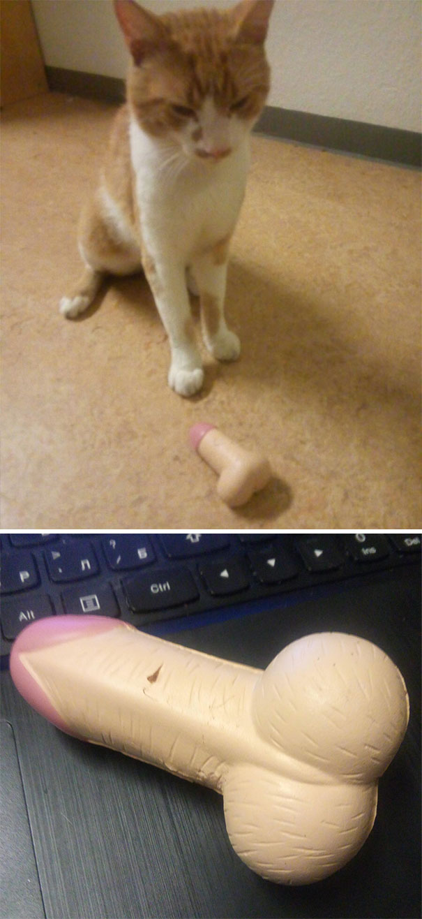 pets bring things