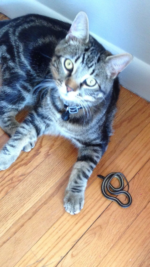 pets bring things