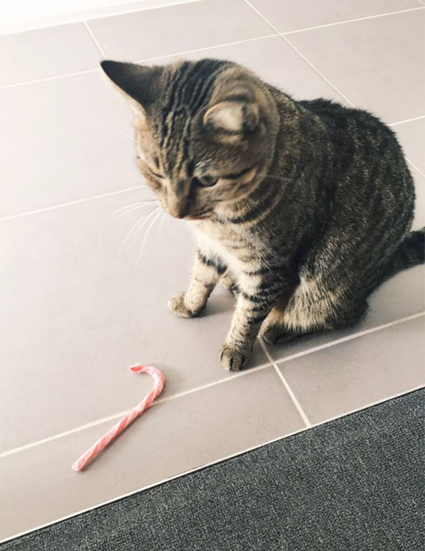 pets bring things