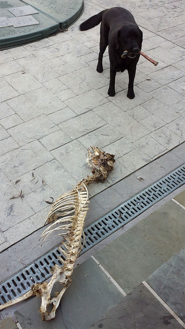 pets bring things