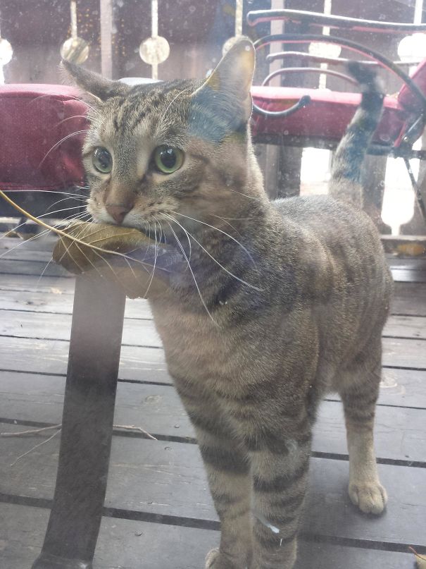 pets bring things