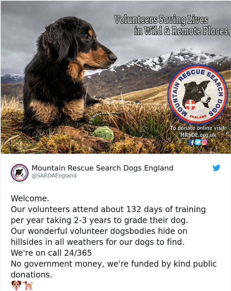 rescue dogs
