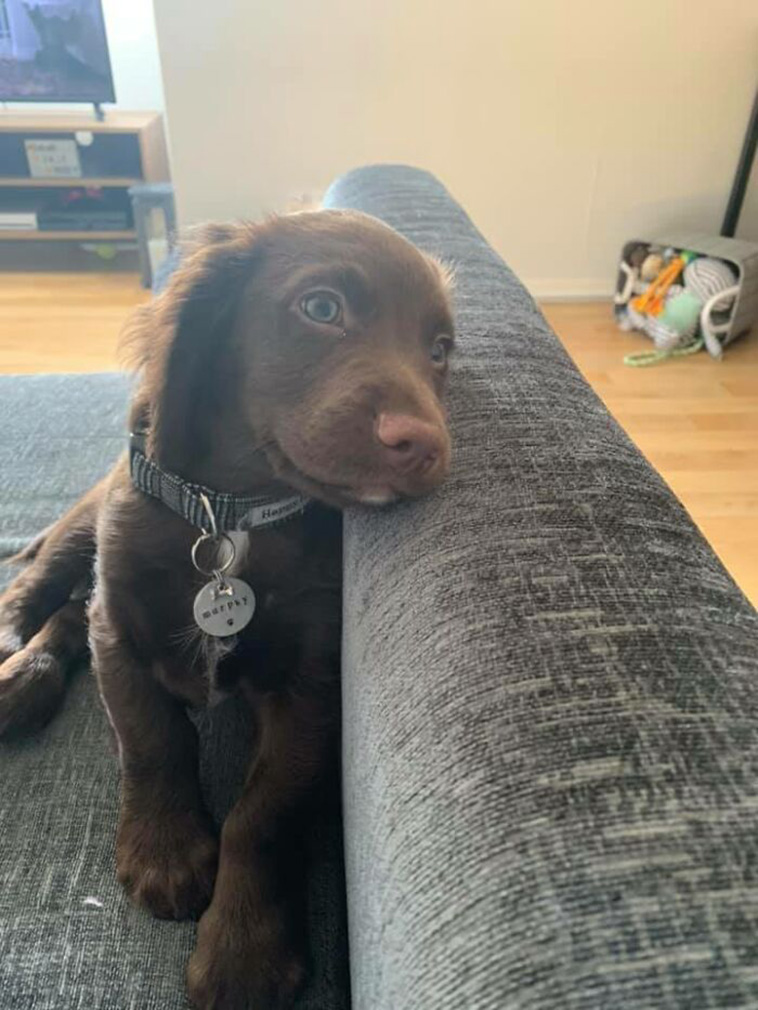 smiling dog